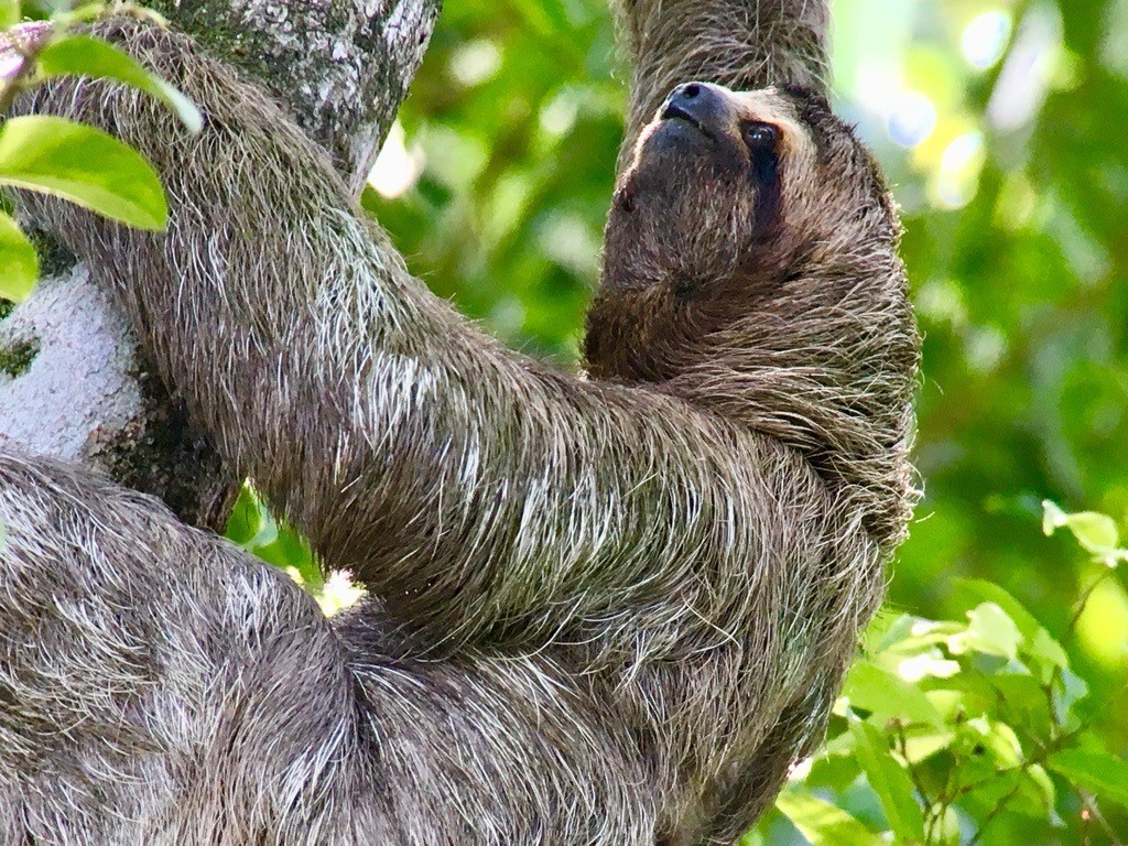 sloth in costa rica