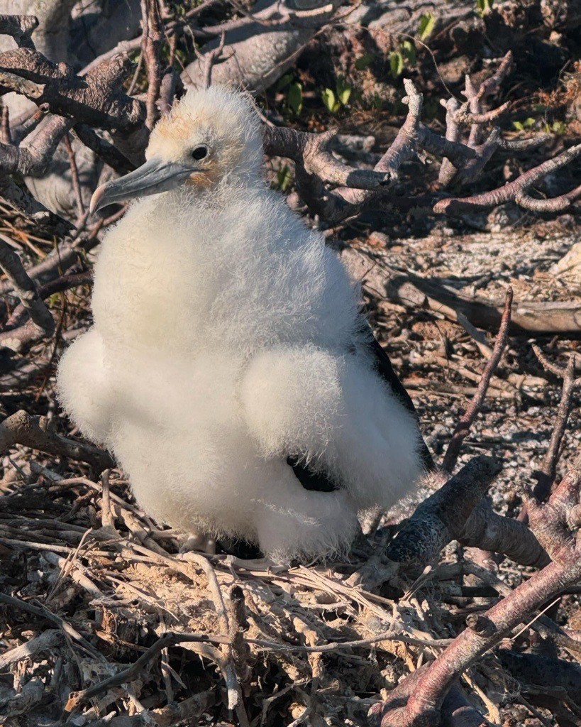 baby frigate bird galapagos