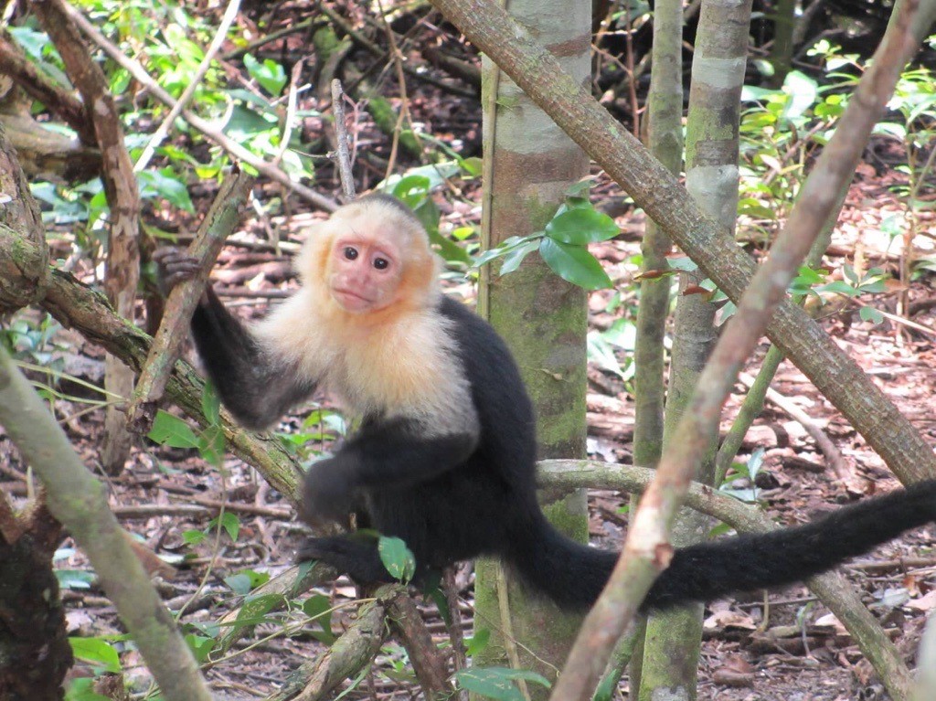 monkey in costa rica